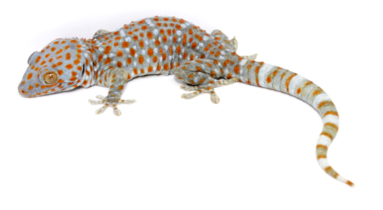 geckotokay